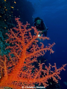 Colours of the Red Sea
Soft Coral on Elphinstone. The di... by Christian Nielsen 